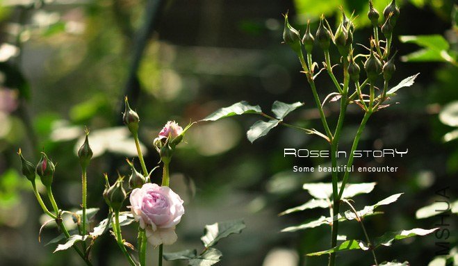 ��˹�Ǳ� �ϥ����ƥ�ܥ� (2).jpg