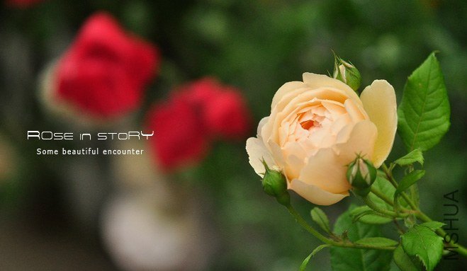 Wollerton Old Hall.jpg