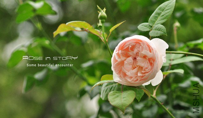 Wollerton Old Hall1.jpg