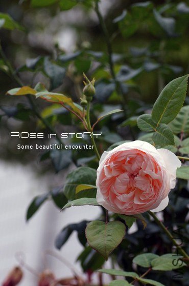 Wollerton Old Hall2.jpg