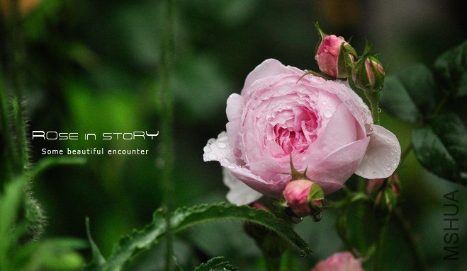 Scepter\'d Isle-Ȩ��֮��.jpg