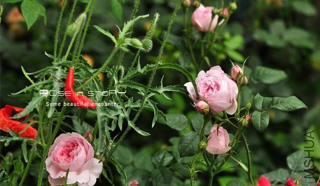 Scepter\'d Isle-Ȩ��֮��1.jpg