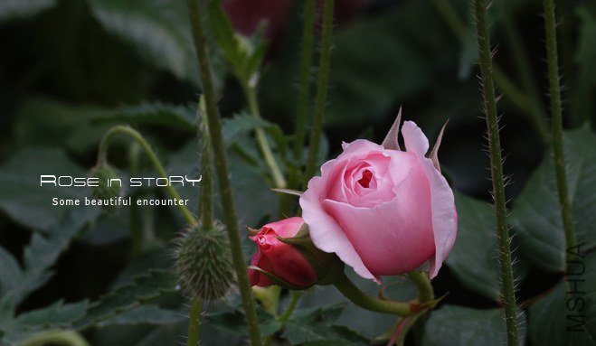 Scepter\'d Isle-Ȩ��֮��2.jpg