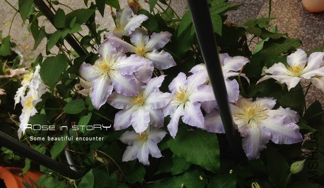 Gillian Blades ��Ƭ (4).jpg