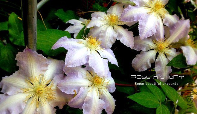 rose in story (839).jpg