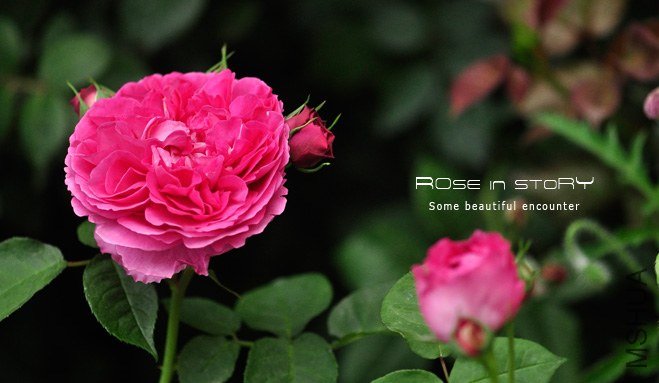 ���� Mereru1.jpg