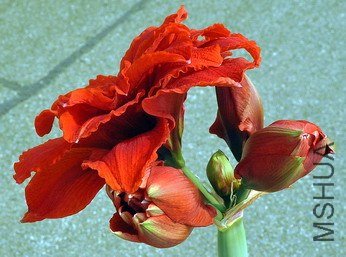 DSC_4645.jpg