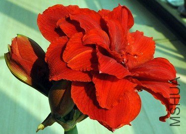 DSC_4623.jpg