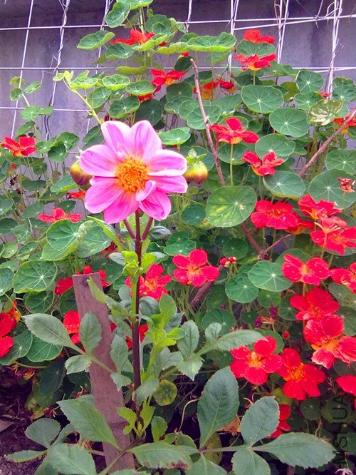 ��Ƭ 037.jpg