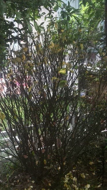 ����1.jpg