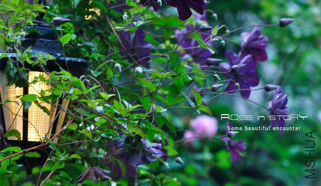 garden1.jpg