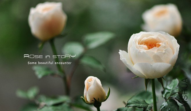 Patelca Polya�ѥƥ륫�ݥ���13.jpg