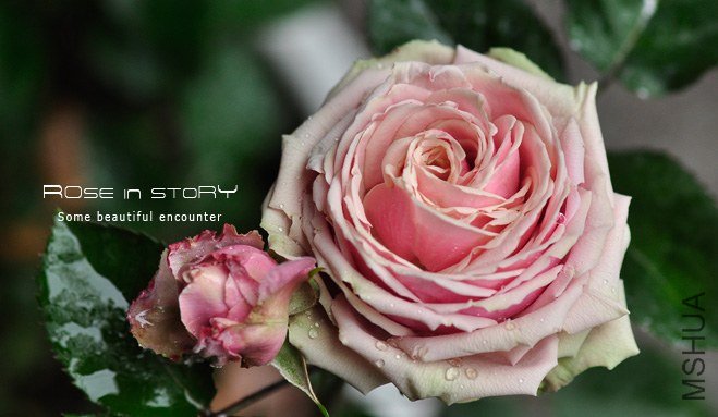 romantic eden 15.jpg