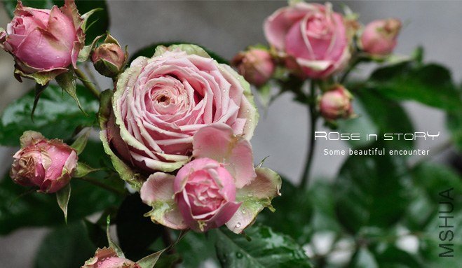 romantic eden 13.jpg