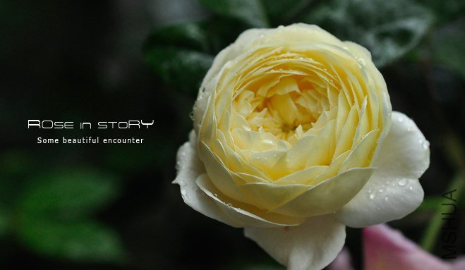 Mo**hine Ambridge Rose11.jpg