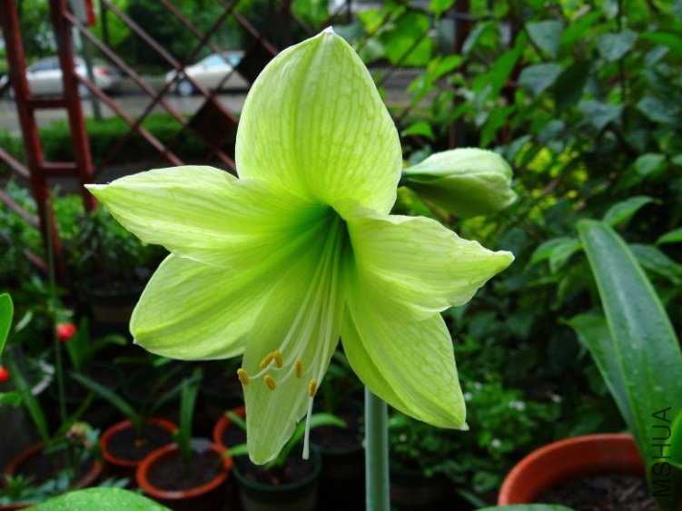DSC01067_conew1.jpg