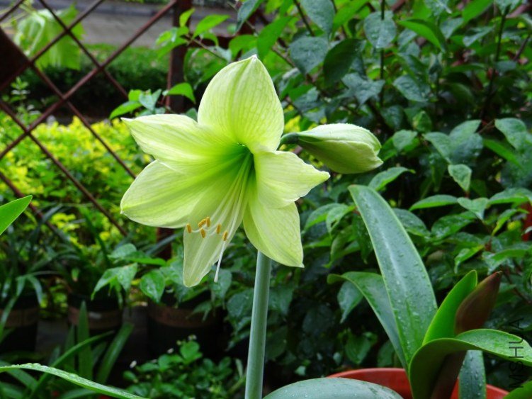 DSC01064_conew1.jpg