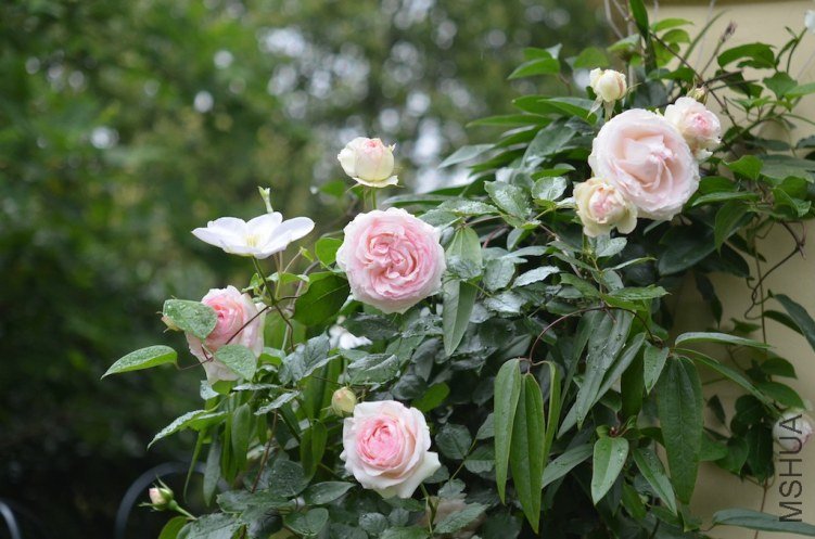 DSC_0004.JPG