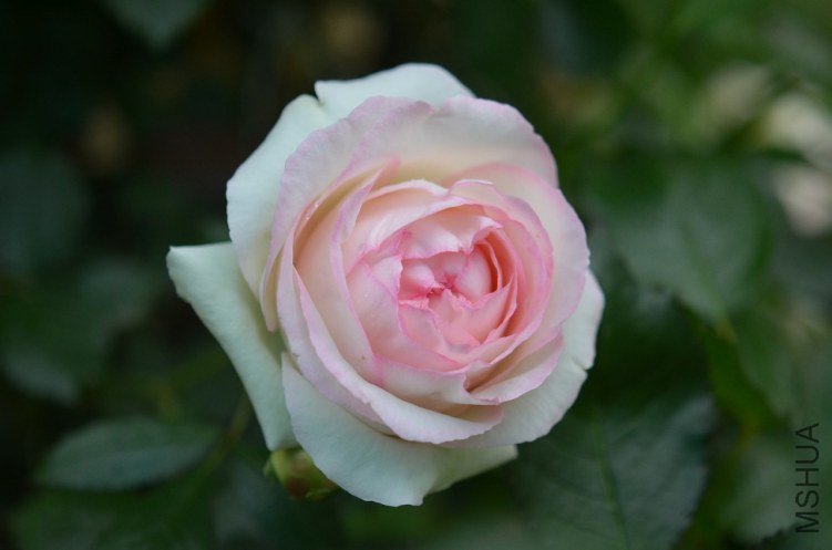 DSC_0011.JPG