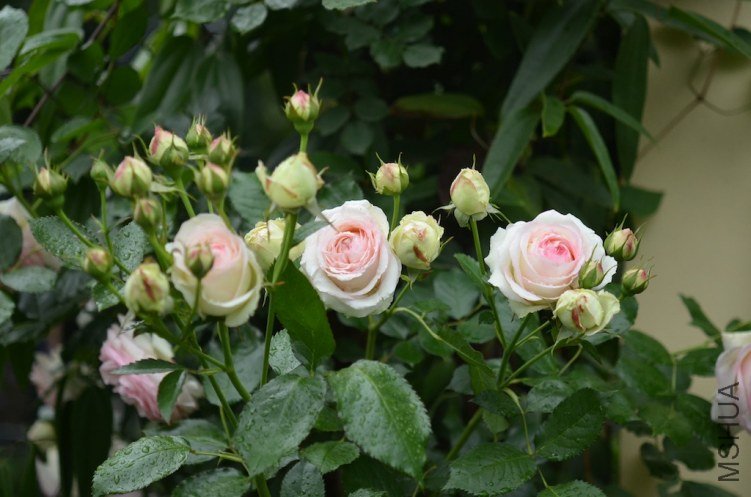 DSC_0014.JPG