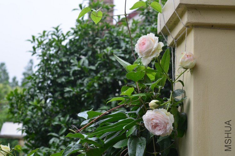 DSC_0017.JPG