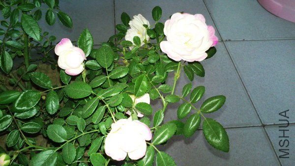 DSC_0043.jpg