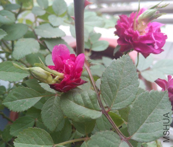 20130509092501.jpg