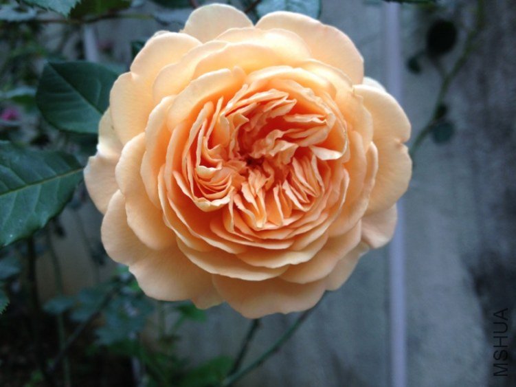 psb55.jpg
