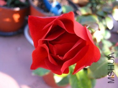 IMG_7535.JPG