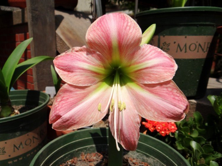 DSC00846_conew1.jpg