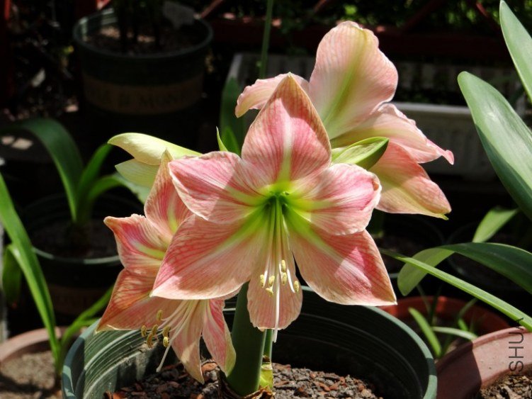 DSC00962_conew1.jpg