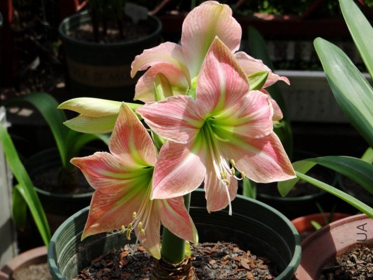 DSC00956_conew1.jpg