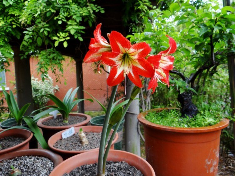 DSC01032_conew1.jpg