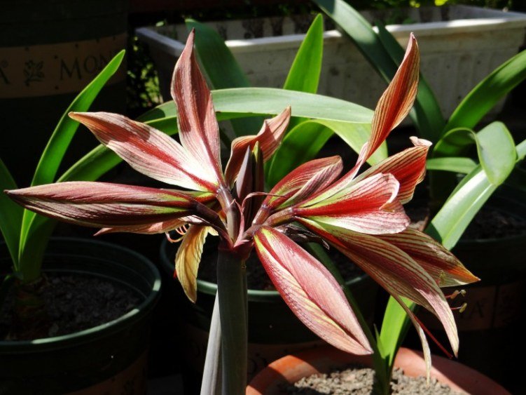DSC00914_conew1.jpg
