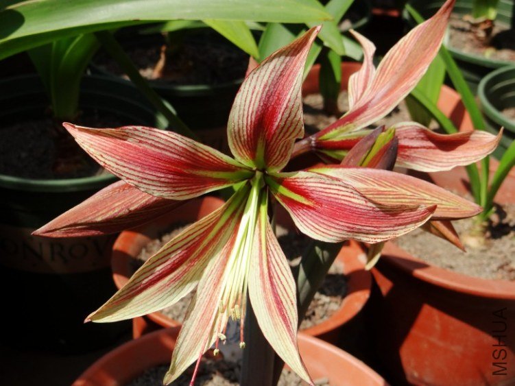 DSC00921_conew1.jpg