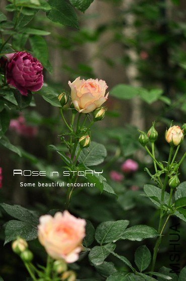 ����2_~1  �ڥå���ܥ�ܥ�.JPG