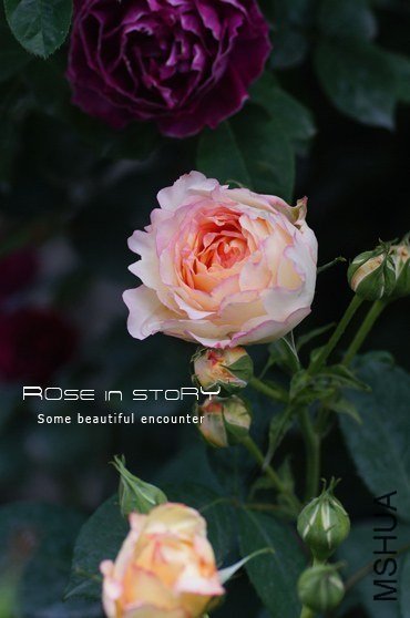 ����(3~1 �ڥå���ܥ�ܥ�.JPG