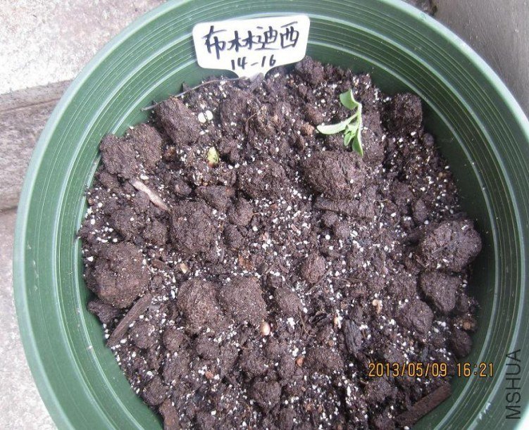 ������������ų�������