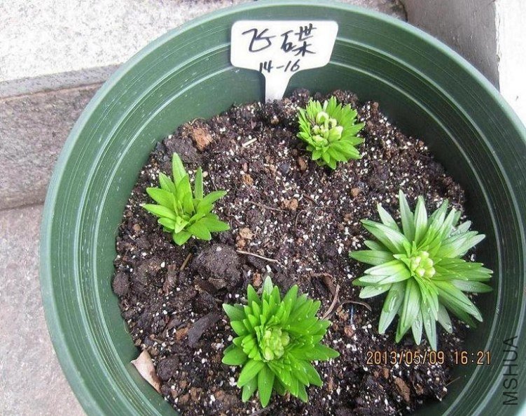 ����Ǻͻ���һ�𳤡����Ʋ���