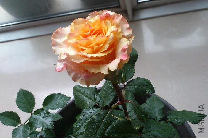 623A5[6OD~){HVMBG@PLOEN.jpg