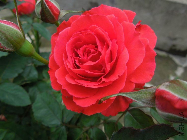 ������С DSCN5245.JPG