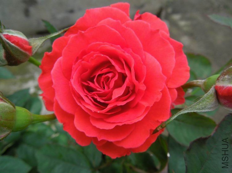 ������С DSCN5246.JPG