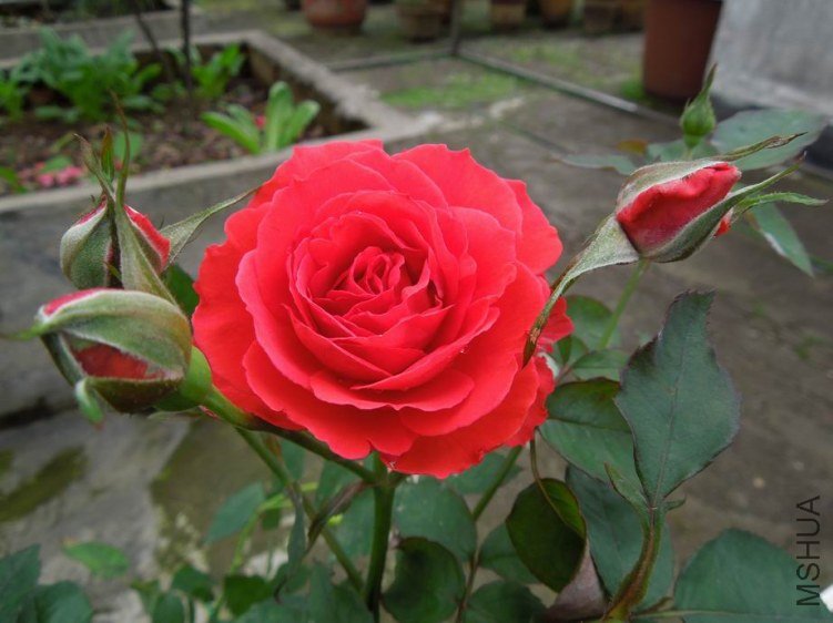 ������С DSCN5249.JPG