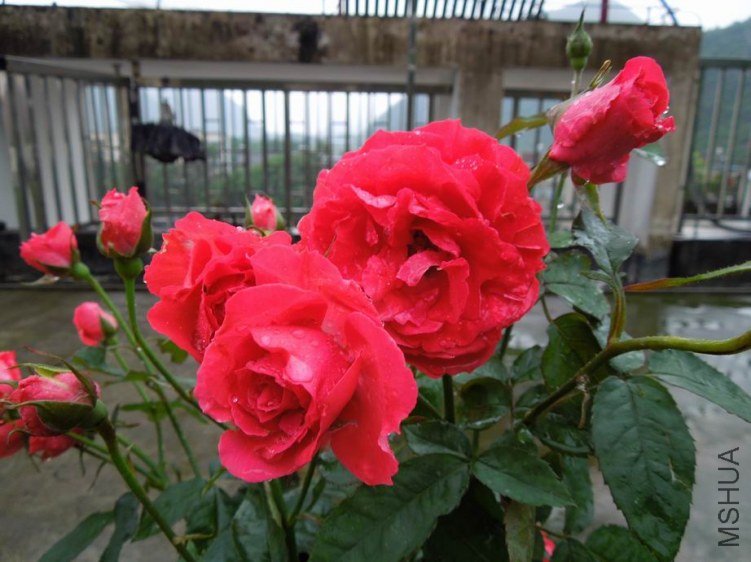 ������С DSCN5254.JPG