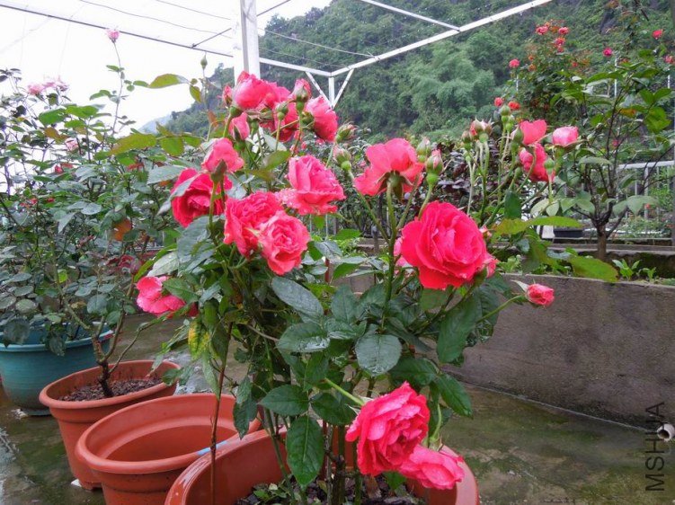 ������С DSCN5255.JPG