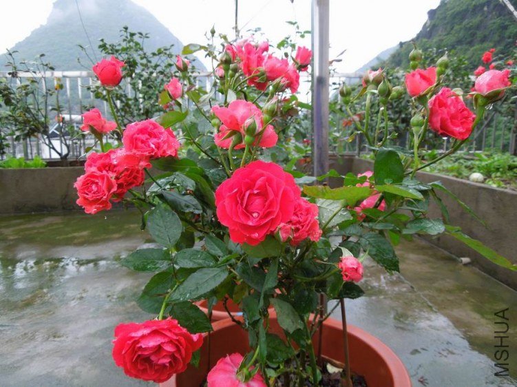 ������С DSCN5256.JPG