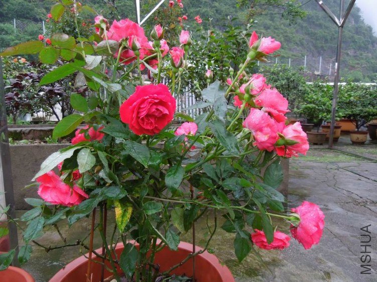 ������С DSCN5258.JPG