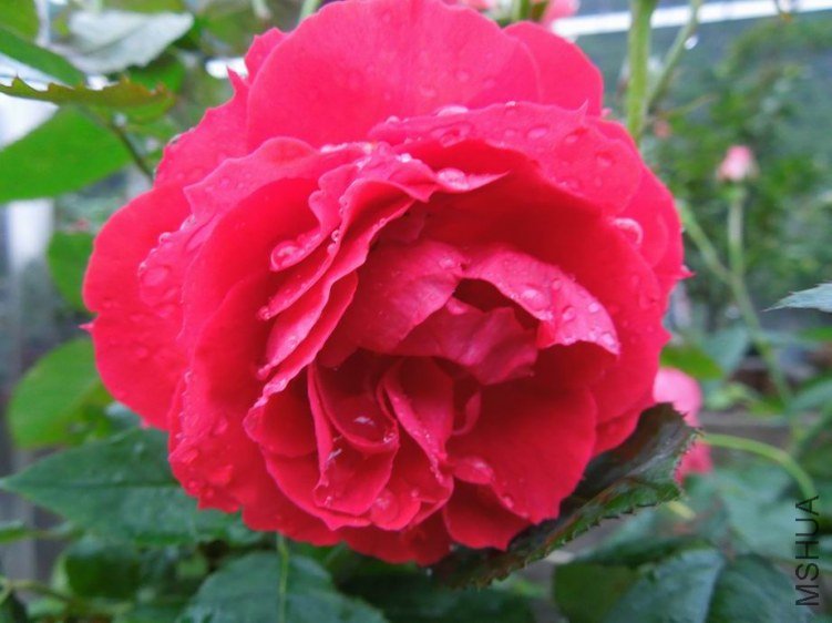 ������С DSCN5259.JPG