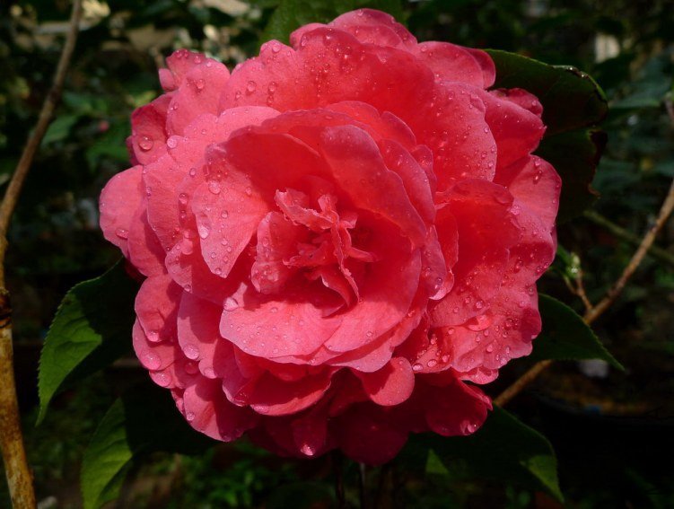 P1850531.jpg