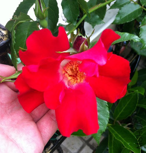 �����ɵ�20130510A.jpg